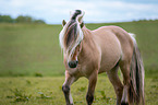 Fjord horse stallion