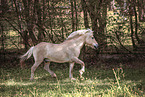 trotting Fjord horse