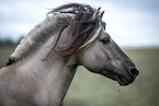 Fjordhorse stallion