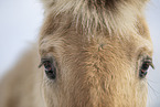 Fjord horse in winter
