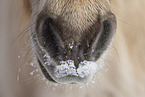 Fjord horse in winter