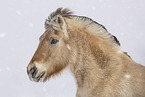 Fjord horse in winter