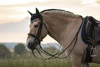 female Fjord horse