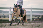 female Fjord horse