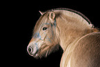 Fjord horse in studio