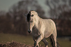 Fjord hose stallion