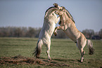 Fjord hose stallions