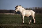 Fjord hose stallion