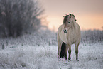 Fjord horse