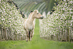 Fjord Horse