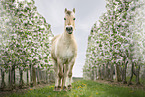 Fjord Horse