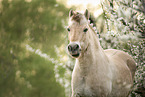Fjord Horse