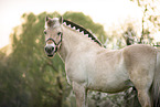 Fjord Horse