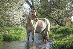 Fjord horse