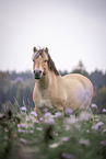 Fjordhorse