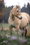Fjordhorse