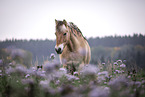 Fjordhorse