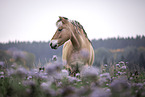 Fjordhorse