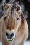 Fjord Horse