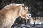 Fjord Horse