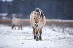 Fjord Horse