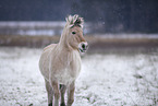 Fjord Horse