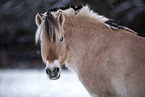 Fjord Horse