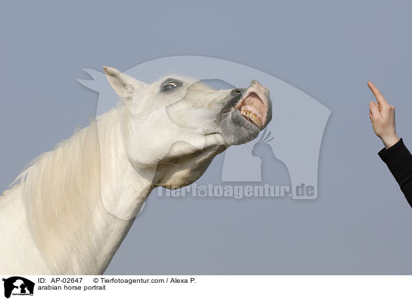 Araber Portrait / arabian horse portrait / AP-02647