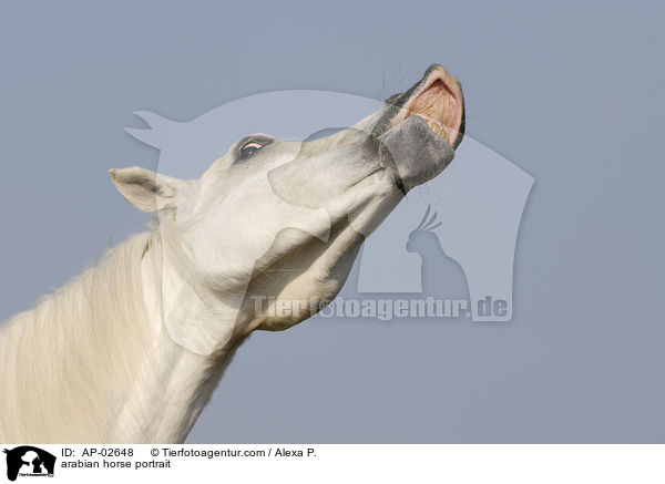 Araber Portrait / arabian horse portrait / AP-02648