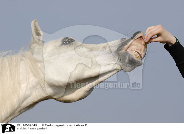 arabian horse portrait / AP-02649