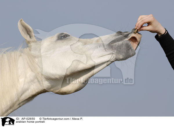 arabian horse portrait / AP-02650