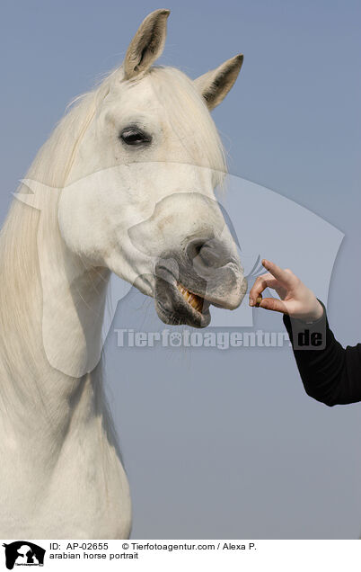 arabian horse portrait / AP-02655