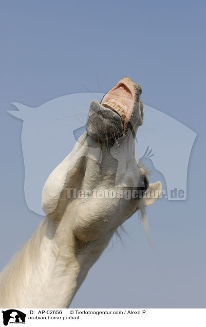 arabian horse portrait / AP-02656