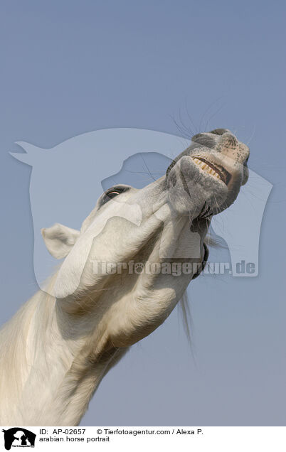arabian horse portrait / AP-02657