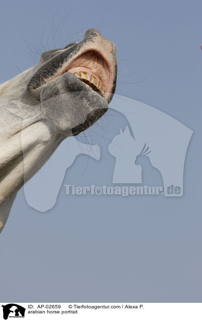 arabian horse portrait / AP-02659