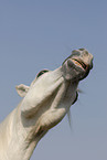 arabian horse portrait