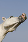 arabian horse portrait