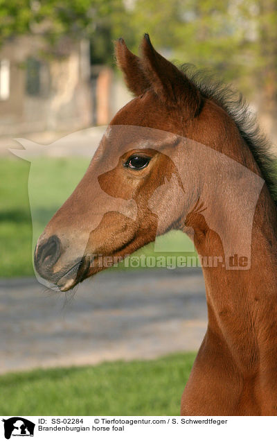 Brandenburger Fohlen / Brandenburgian horse foal / SS-02284