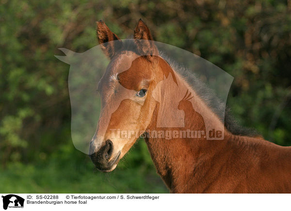 Brandenburger Fohlen / Brandenburgian horse foal / SS-02288