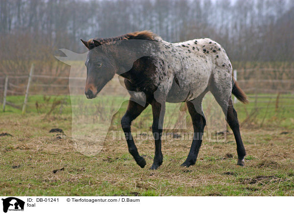 Fohlen / foal / DB-01241
