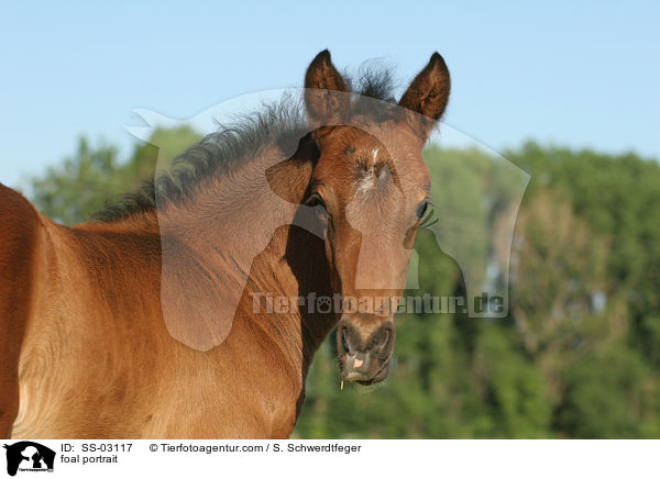 Fohlen Portrait / foal portrait / SS-03117