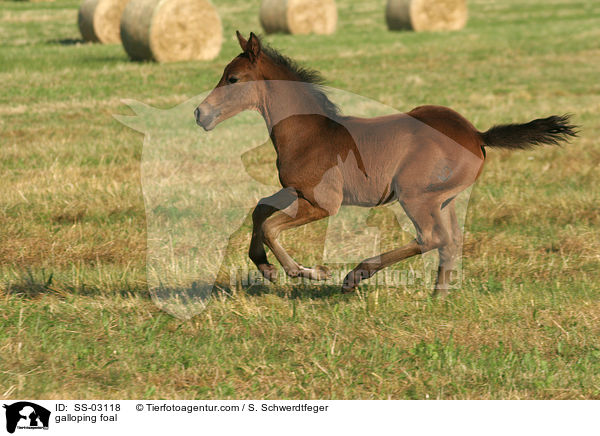 galoppierendes Fohlen / galloping foal / SS-03118