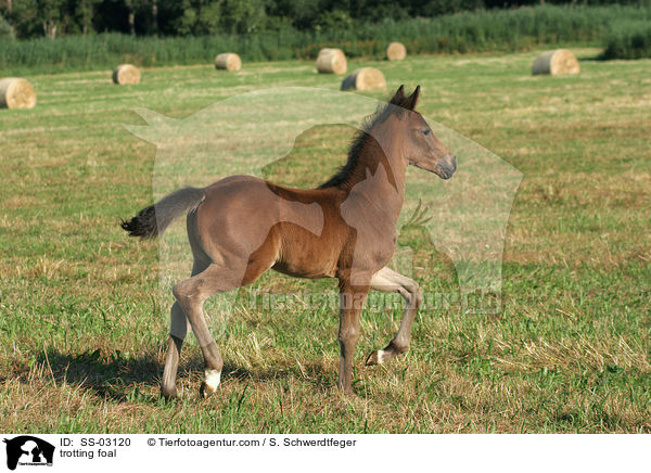 trabendes Fohlen / trotting foal / SS-03120
