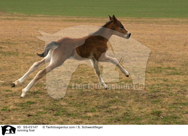 rennendes Fohlen / running foal / SS-03147