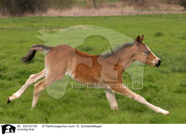 rennendes Fohlen / running foal / SS-03150