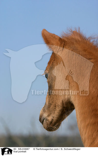 Fohlen Portrait / foal portrait / SS-03887