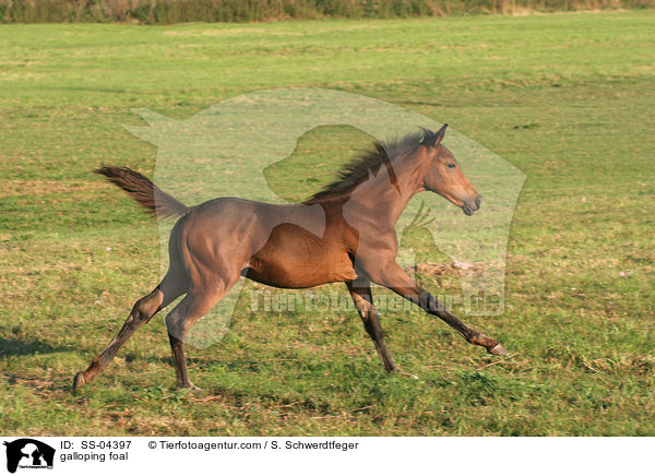 galloping foal / SS-04397