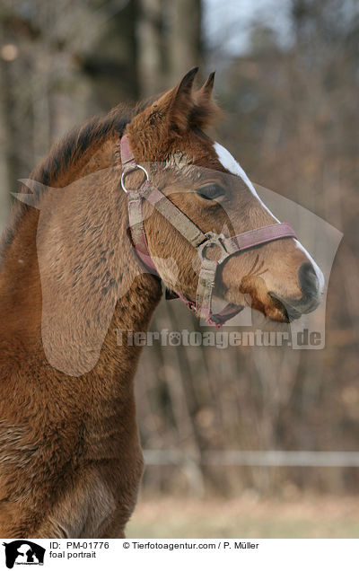 Fohlen Portrait / foal portrait / PM-01776