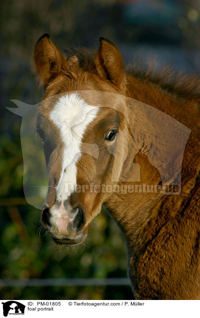 Fohlen Portrait / foal portrait / PM-01805