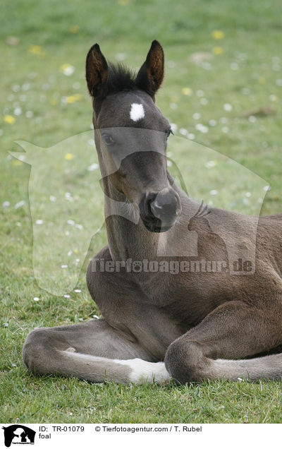 Fohlen / foal / TR-01079